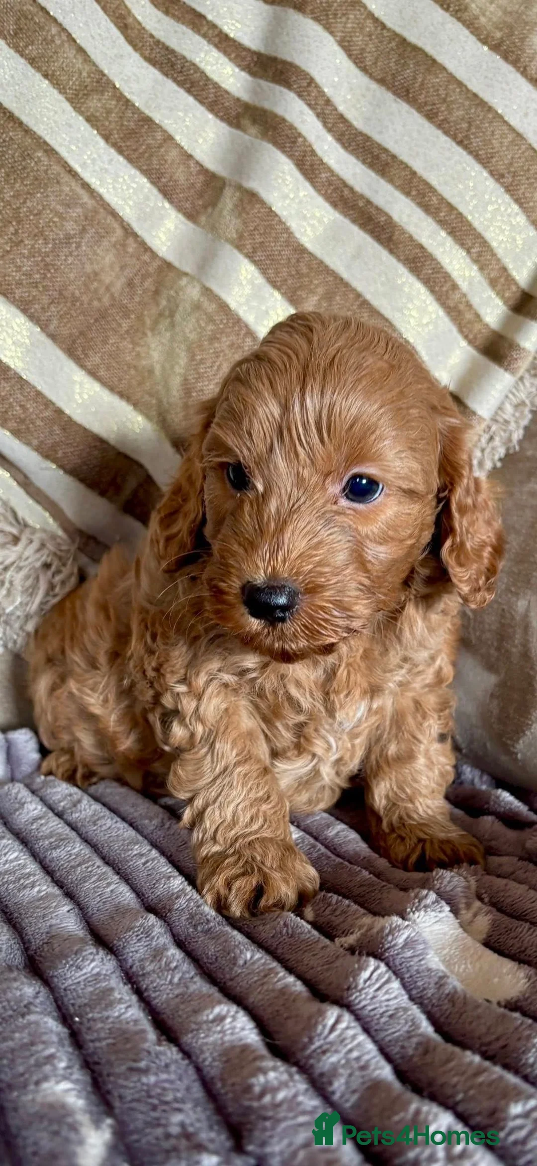 Cockapoo dogs for sale: F1b Red & Golden Cockapoos Ready Now ! - Advert 13