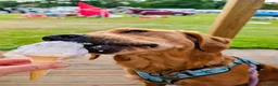 Golden Retriever dogs for sale: Waiting list open  - Advert 27