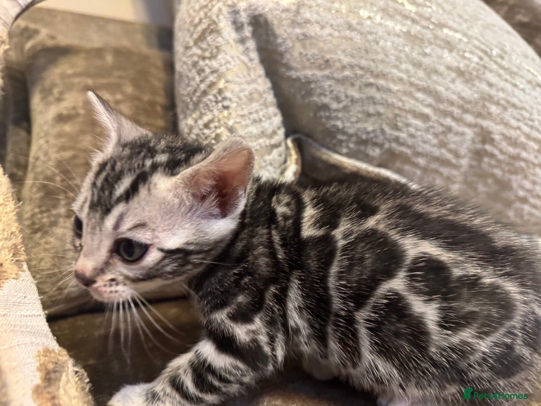 Bengal cats for sale: Exceptional TICA Registered Bengals- Champion Line - Advert 28