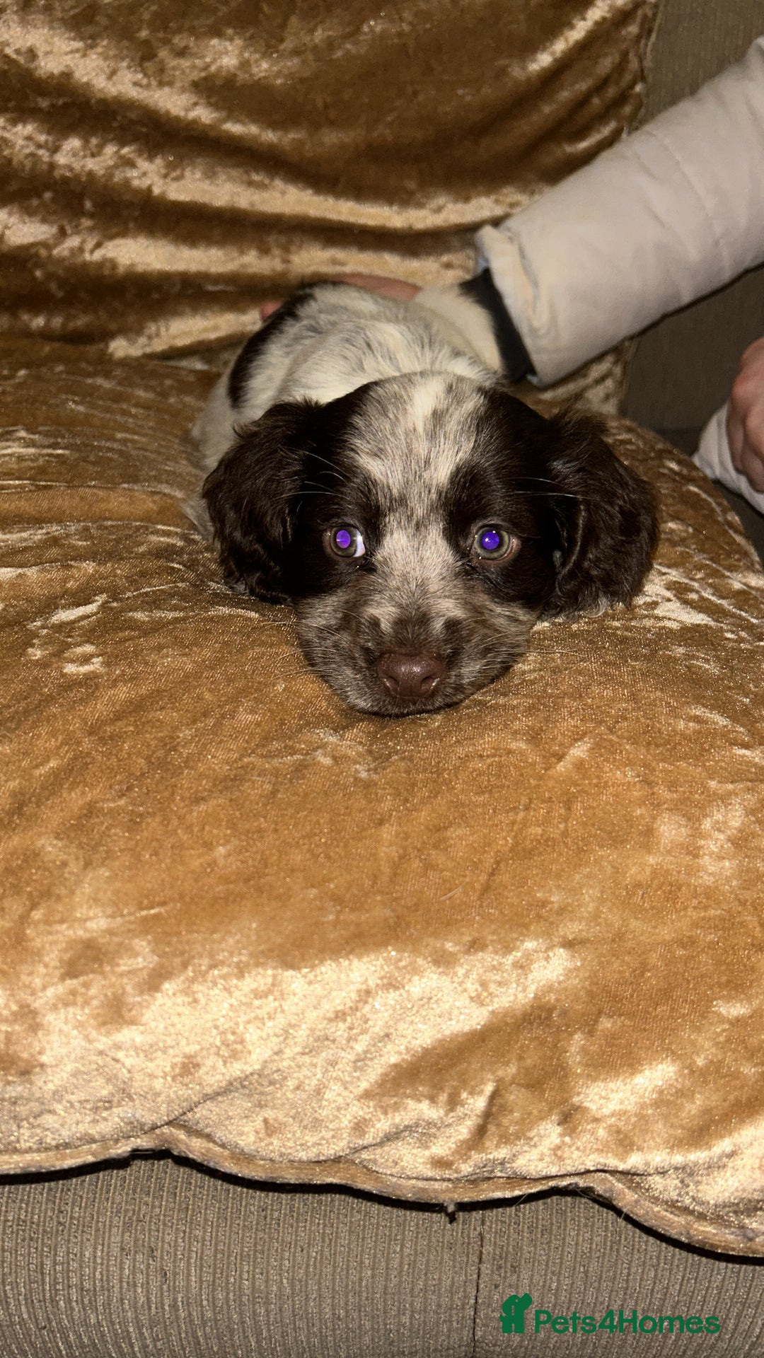 Cocker Spaniel dogs for sale: One adorable girl left  - Advert 4