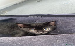 Domestic Shorthair cats for sale: Beautiful black and white and black kittens  - Image 3