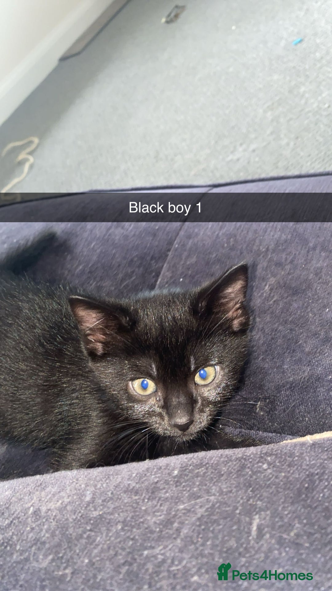 Domestic Shorthair cats for sale: Beautiful black and white and black kittens  - Image 3