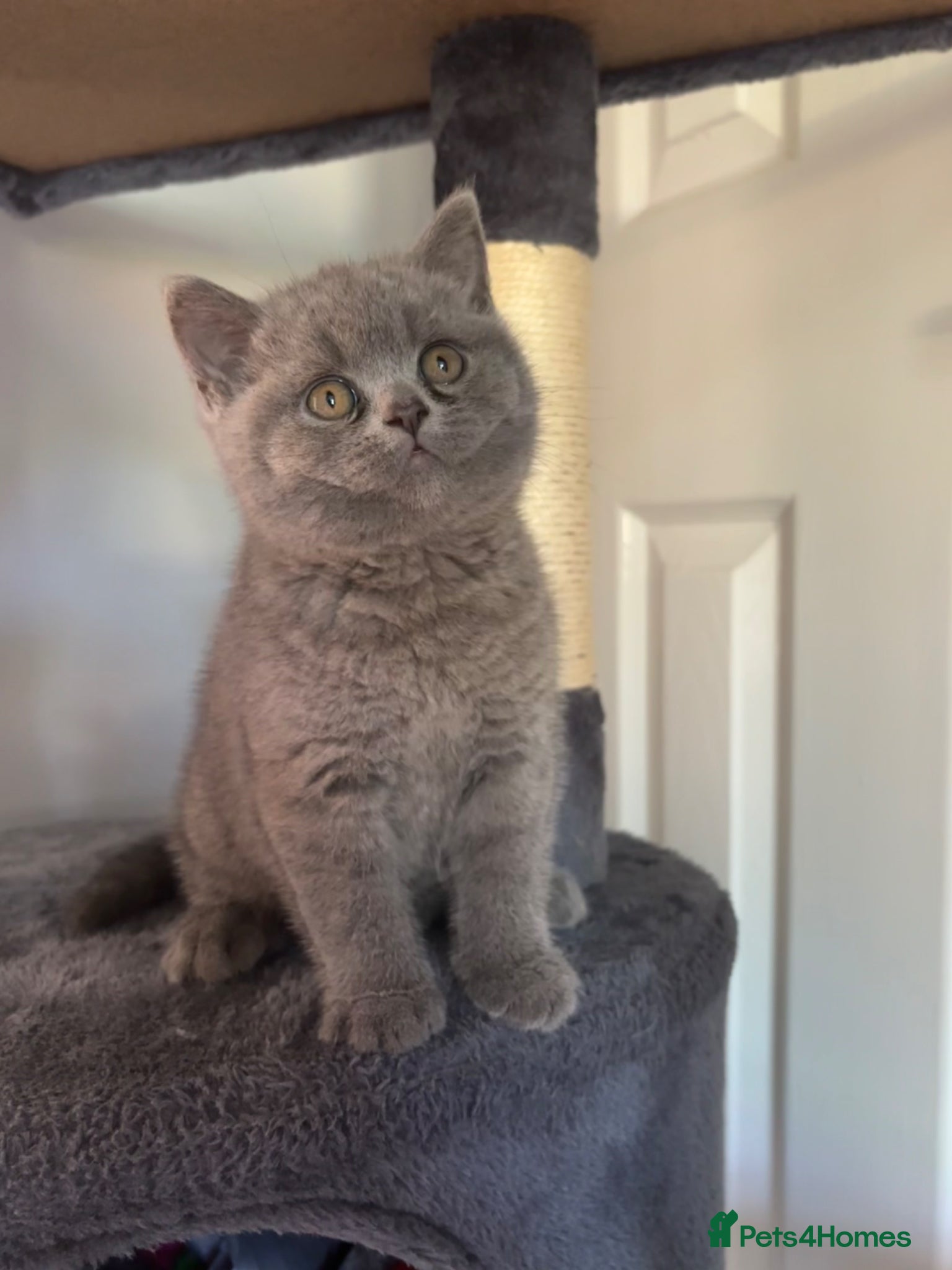 British Shorthair cats Stunning BSH kitten  - Advert 6