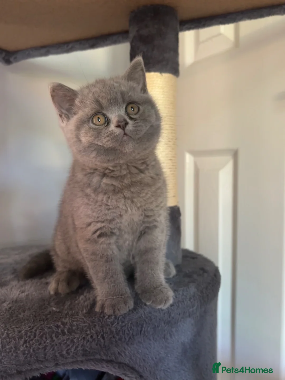 British Shorthair cats for sale: Stunning BSH kitten  in Tenbury Wells - Advert 1