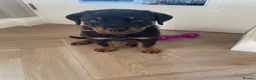 Rottweiler dogs for sale: Half Serbian / Half German Rottweiler Puppy in Coventry - Advert 2