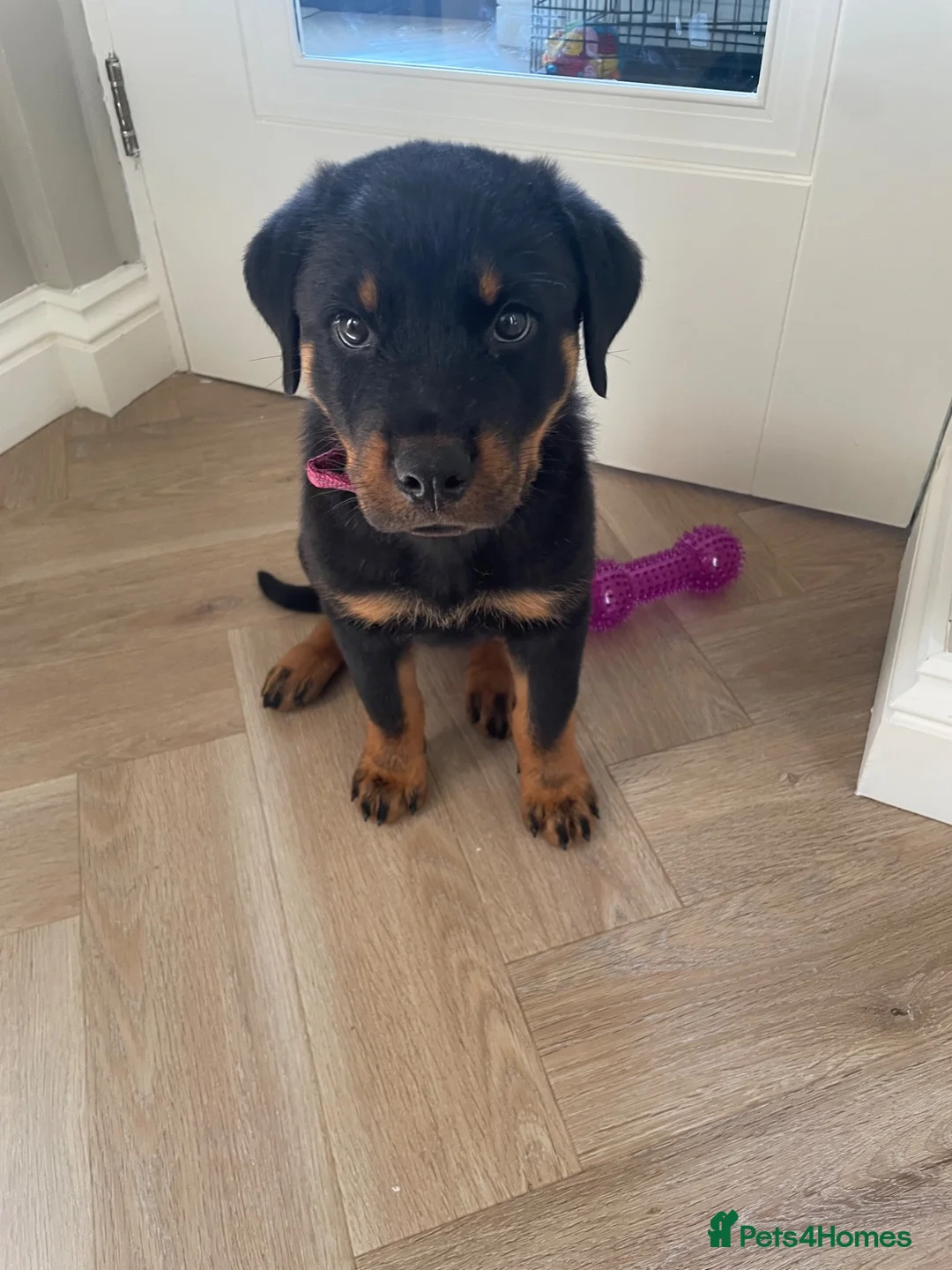 Rottweiler dogs for sale: Half Serbian / Half German Rottweiler Puppy in Coventry - Advert 2