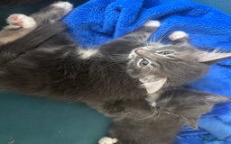 Domestic Shorthair cats for sale: Kitten ready to find forever home  - Image 2