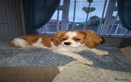 Cavalier King Charles Spaniel dogs for stud: Cavaliear King Charles Stud Only - Image 4