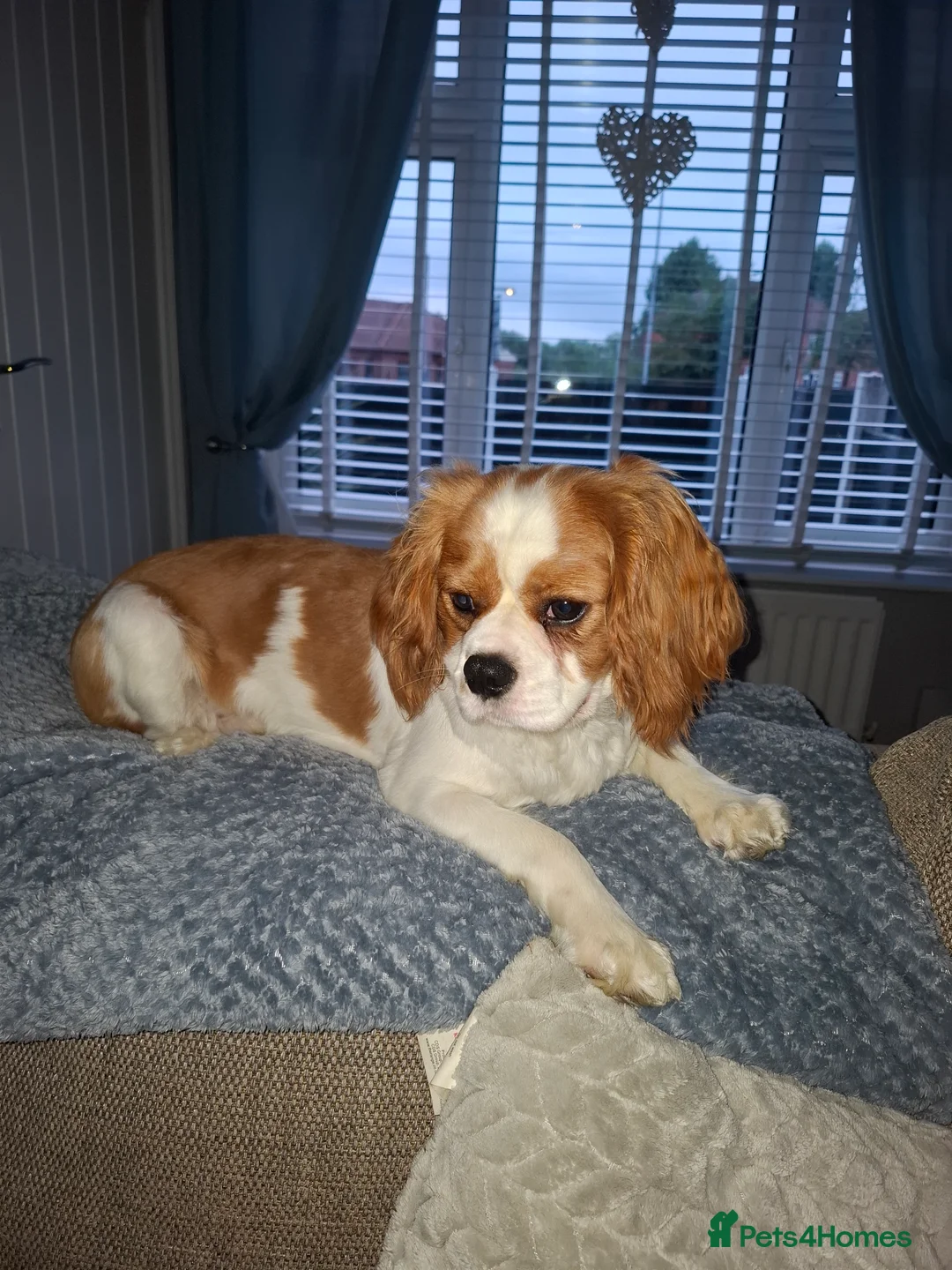 Cavalier King Charles Spaniel dogs for stud: Cavaliear King Charles Stud Only - Advert 4