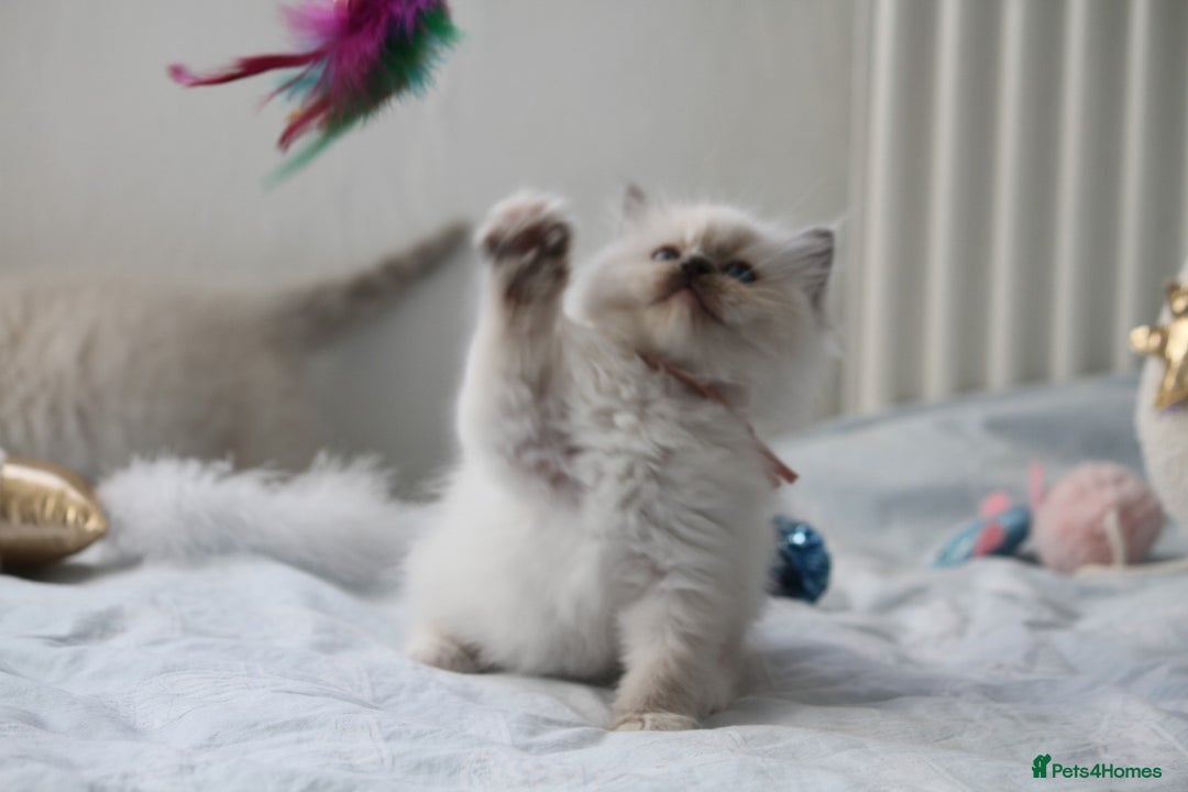 Ragdoll cats for sale: Active TICA princesses 👑❤️🩷💜 - Image 35