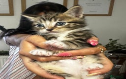 Mixed Breed cats for sale: 6 Of the cutest kittens ever !  - Image 19