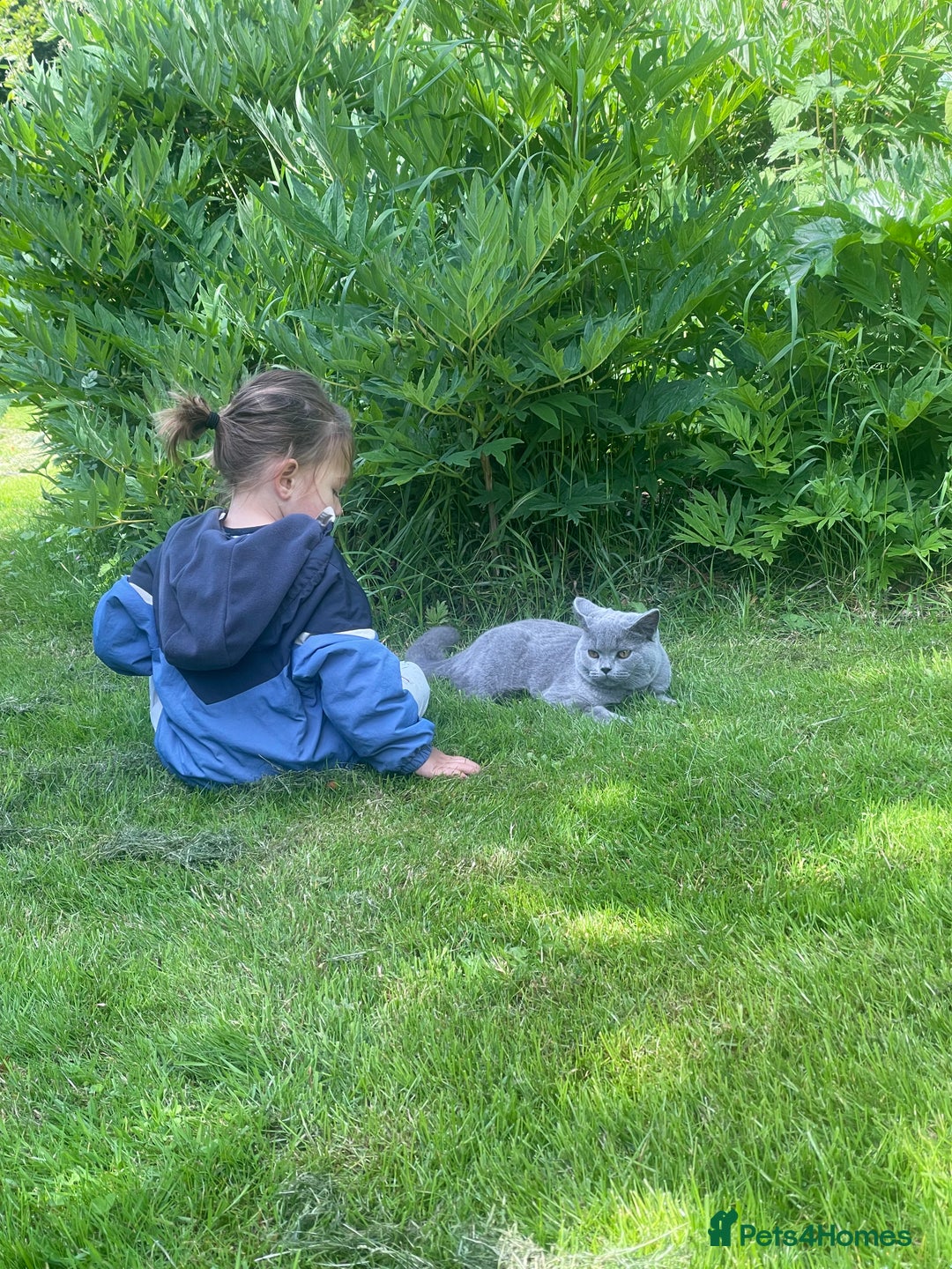 British Shorthair cats for sale: Moggy  - Advert 3