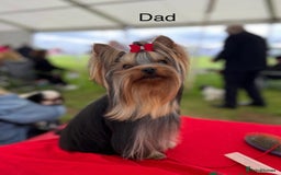 Yorkshire Terrier dogs for sale: Absolutely adorable mini yorkie puppies  - Image 13