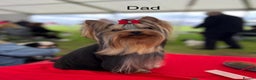 Yorkshire Terrier dogs for sale: Absolutely stunning  mini yorkie boy  - Advert 16