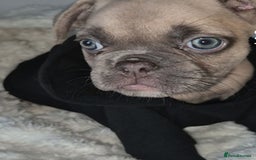 French Bulldog dogs for sale: Beautiful litter of frenchie pups - Image 10