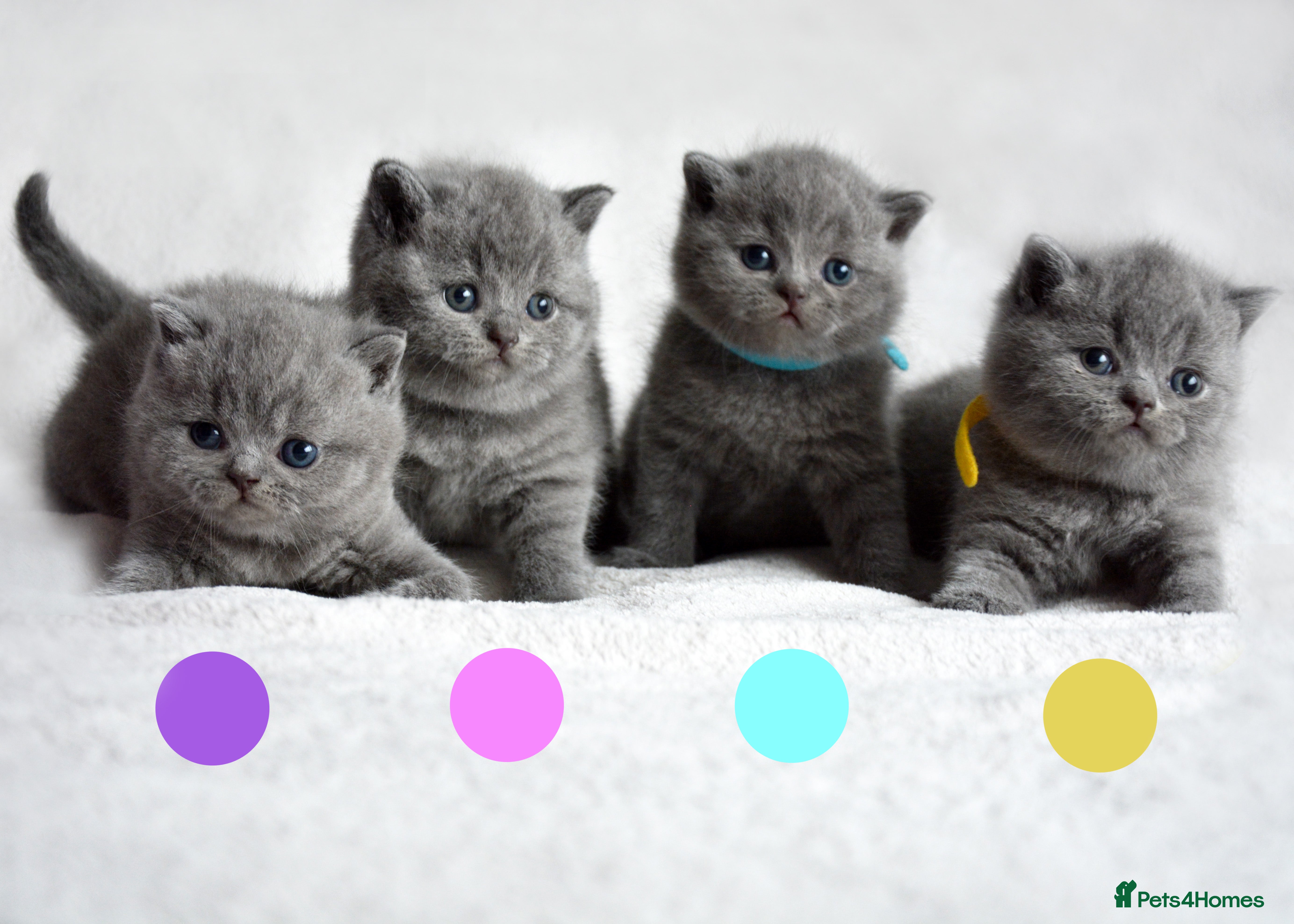 British Shorthair cats British Shorthair Kittens - Advert 2