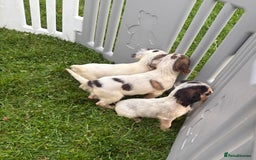 Cocker Spaniel dogs for sale: Cocker spaniel puppies  - Image 16