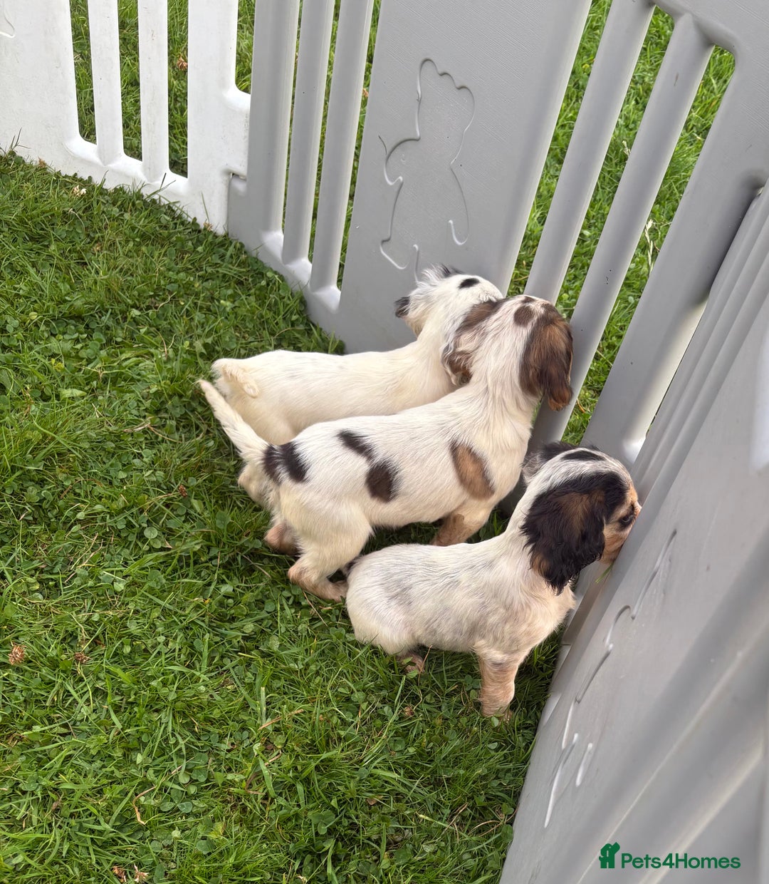 Cocker Spaniel dogs for sale: Cocker spaniel puppies  - Image 16