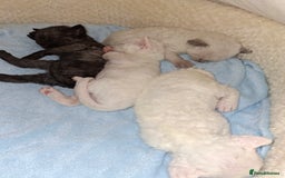 Devon Rex cats for sale: 🌸 Wonderful Devon Rex Kittens Raised with Love 🌸 - Image 18