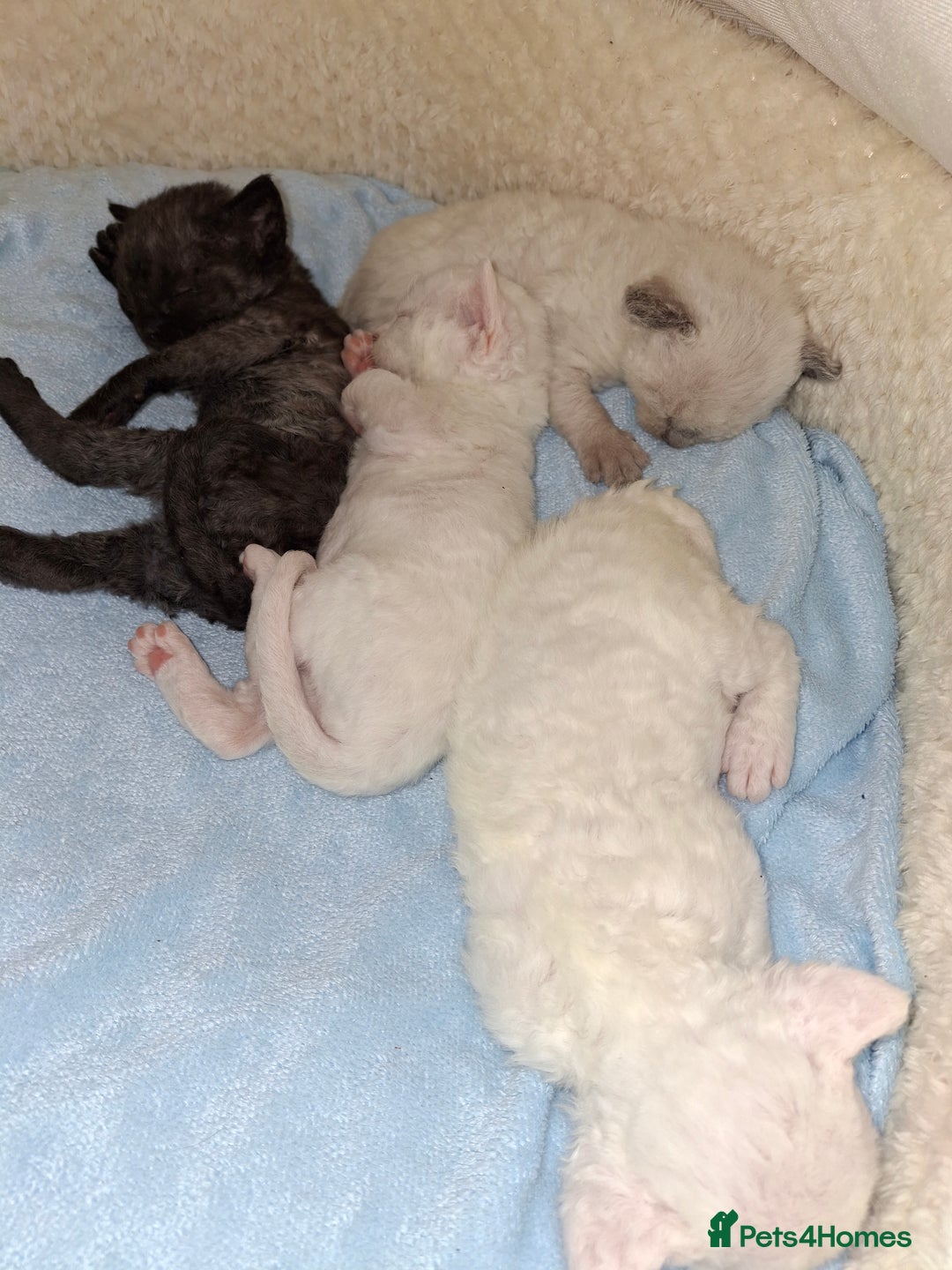 Devon Rex cats for sale: 🌸 Wonderful Devon Rex Kittens Raised with Love 🌸 - Image 18