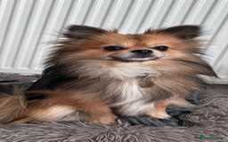 Pomchi dogs for sale: Gorgeous Pomchi girl  - Image 12
