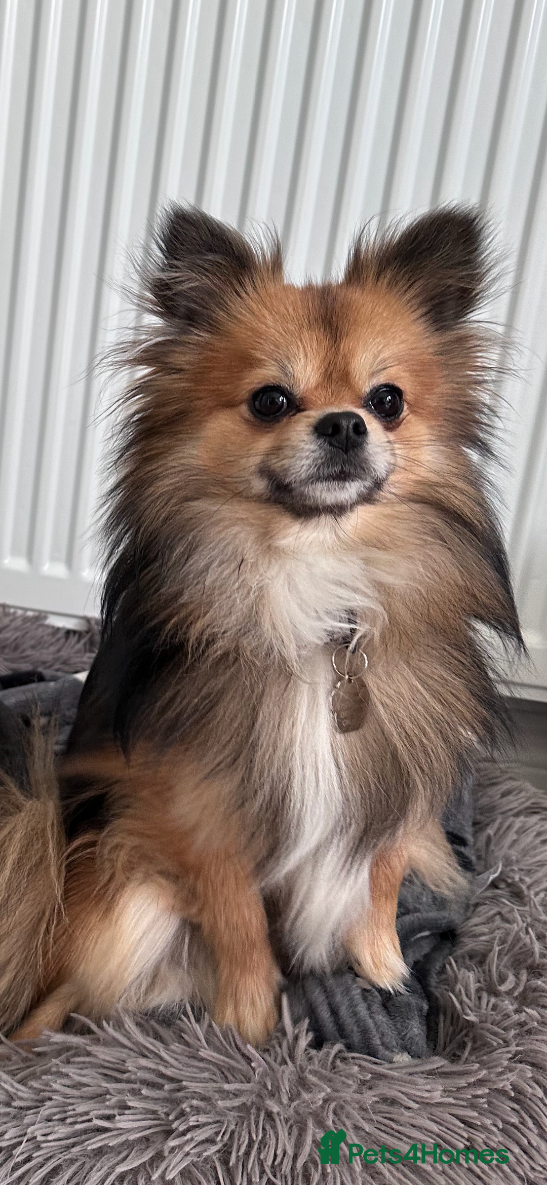 Pomchi dogs for sale: Gorgeous Pomchi girl  - Image 12