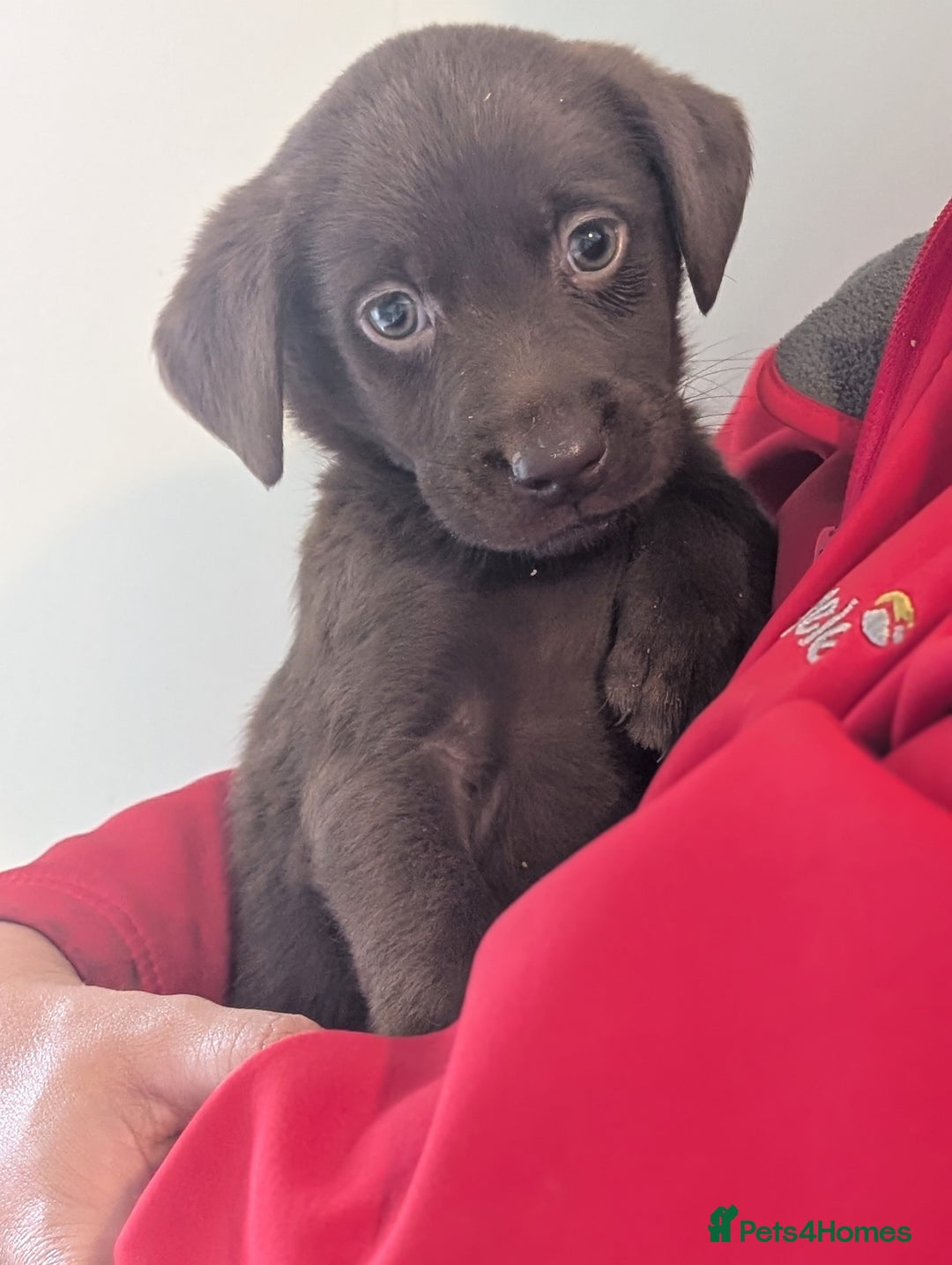 Labrador Retriever dogs for sale: Working Line Chocolate Labrador puppies  - Image 7
