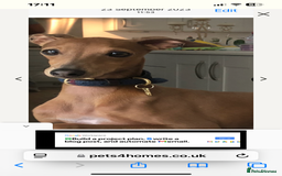 Italian Greyhound dogs for stud: Stud dog . Beautiful Italian greyhound  - Advert 19