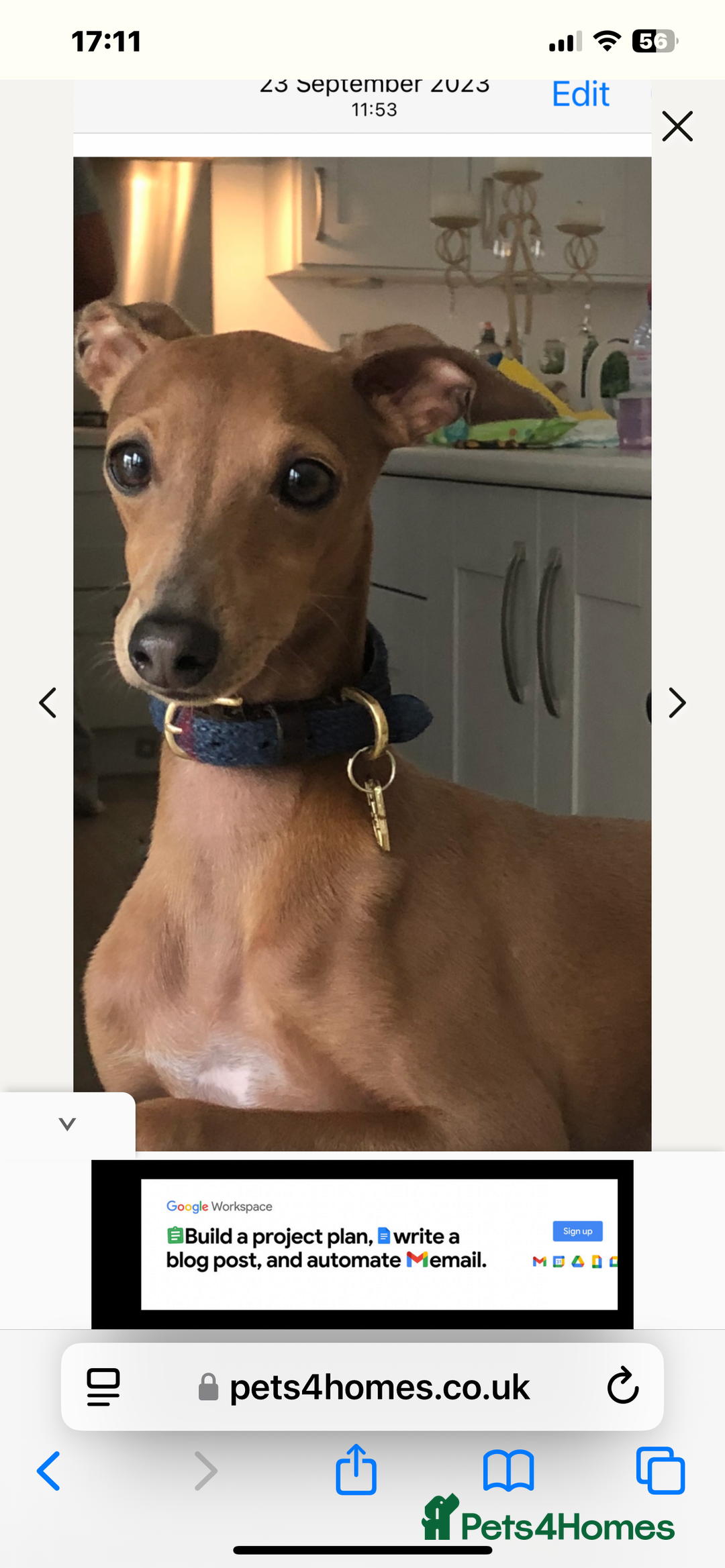 Italian Greyhound dogs for stud: Stud dog . Beautiful Italian greyhound  - Advert 19