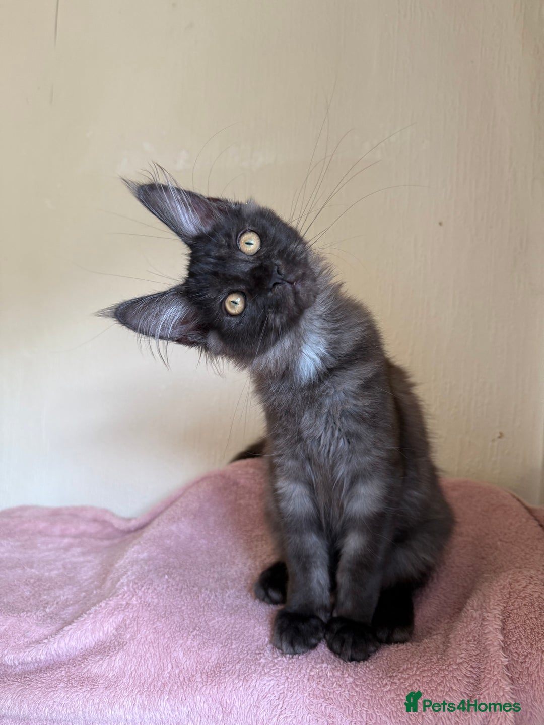 Maine Coon cats for sale: Pedigree GCCF Russian Import line Maine Coons - Image 14