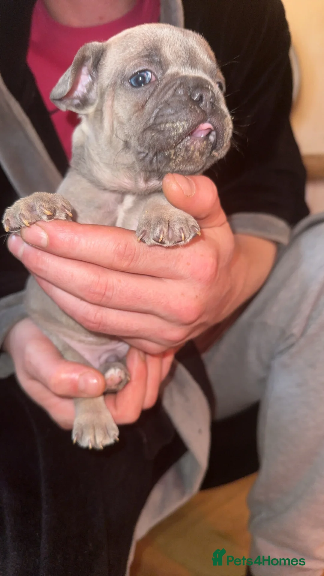 French Bulldog dogs for sale: French bulldog puppies in Chorley - Advert 2