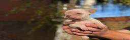 French Bulldog dogs for sale: Beautiful KC French Bulldog Puppy  - Advert 16