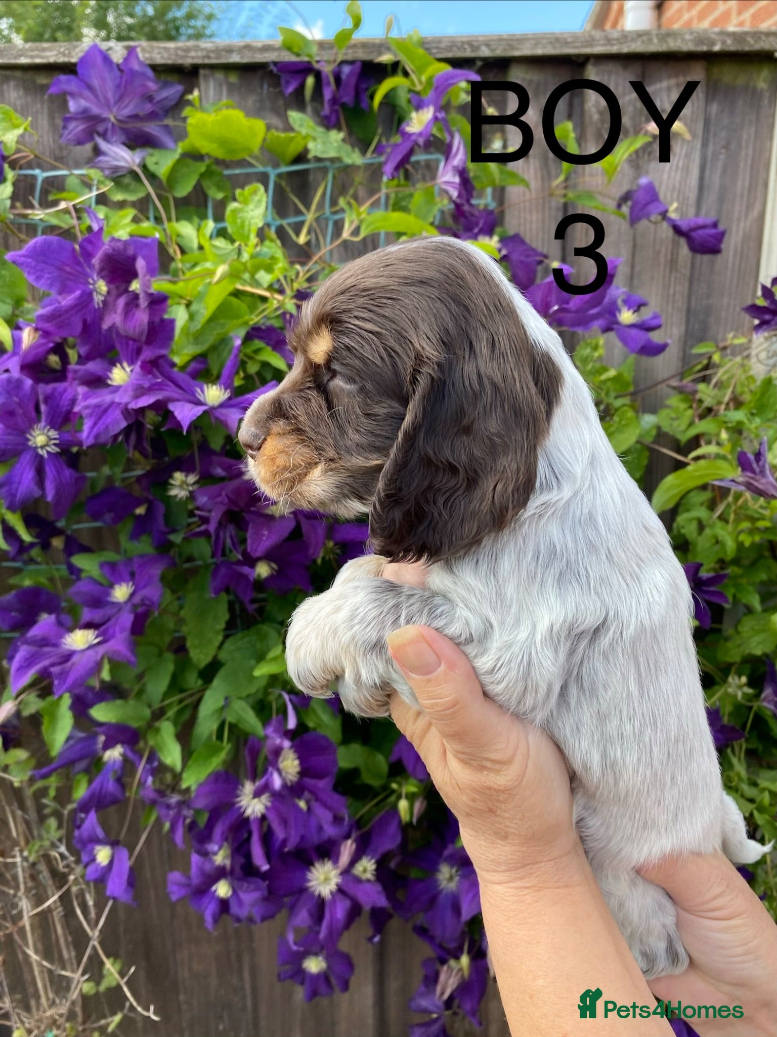 Cocker Spaniel dogs Cocker spaniel puppies  - Advert 1