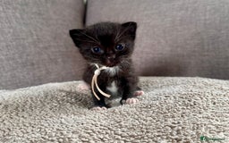 Mixed Breed cats for sale: Kittens for Sale - Image 5