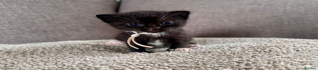 Mixed Breed Kitten 4