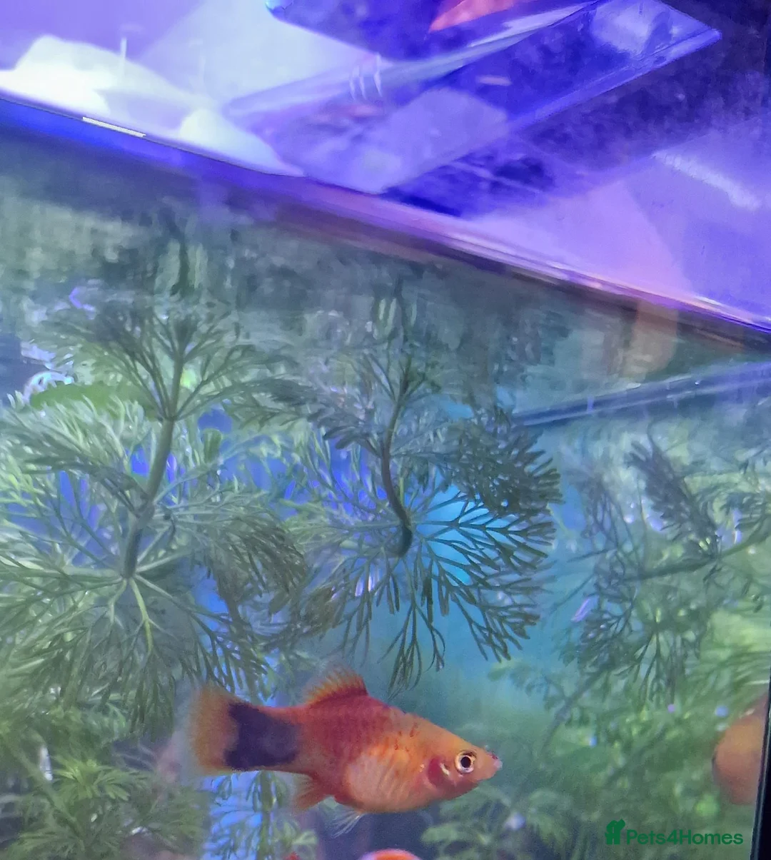 Tetras fish for sale: Free tropical fishes in Grays - Advert 1