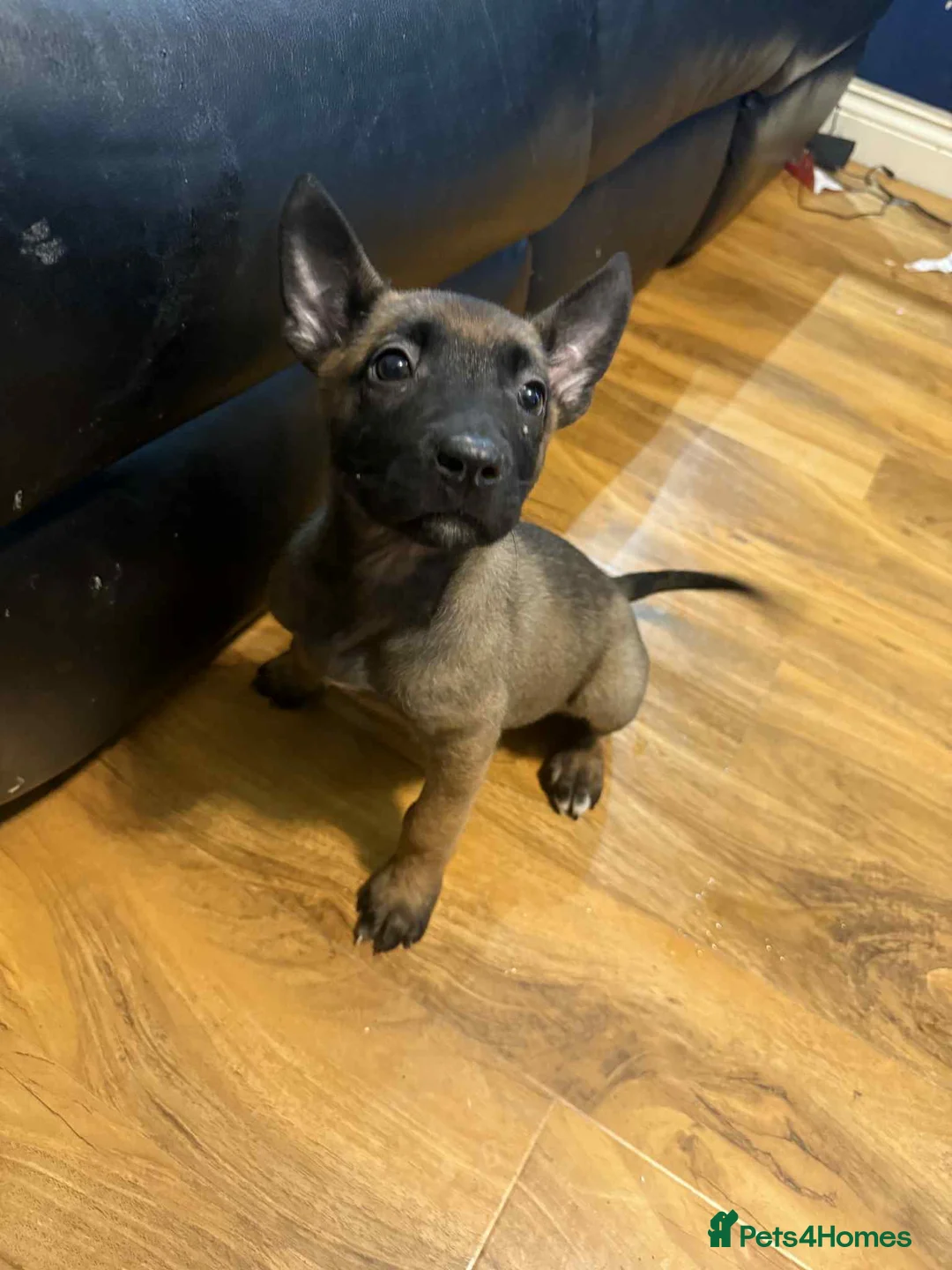 Belgian Shepherd Dog dogs for sale:  1 girl left belgian malinois - Advert 16