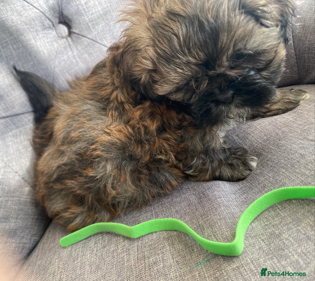 Shih Tzu dogs for sale: pure breed shih tzu puppy , only 1 left - Advert 12