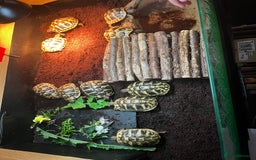 Hermann Tortoise reptiles for sale: Hermanns Tortoise Yearlings - Image 2