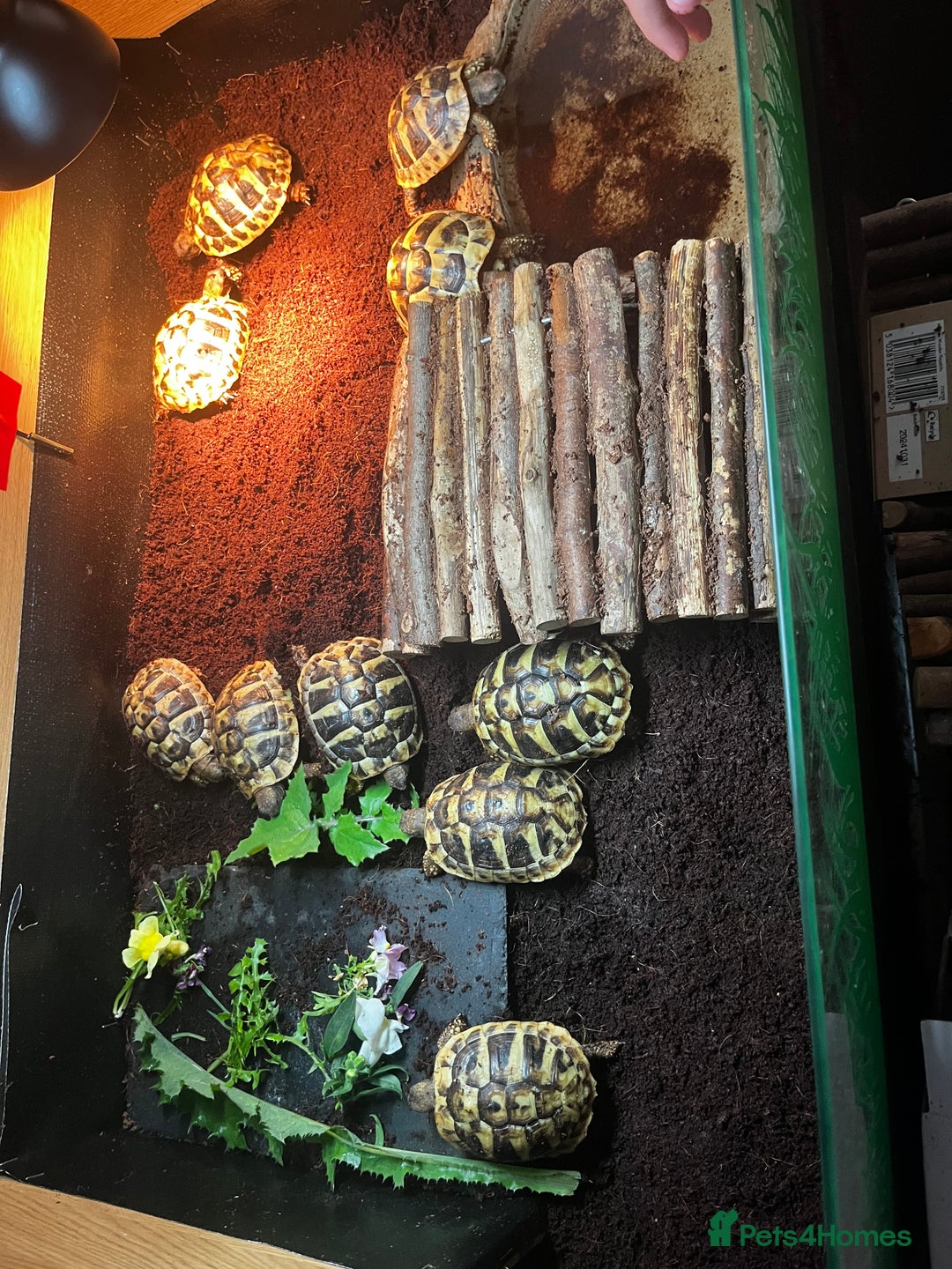 Hermann Tortoise reptiles for sale: Hermanns Tortoise Yearlings - Image 2