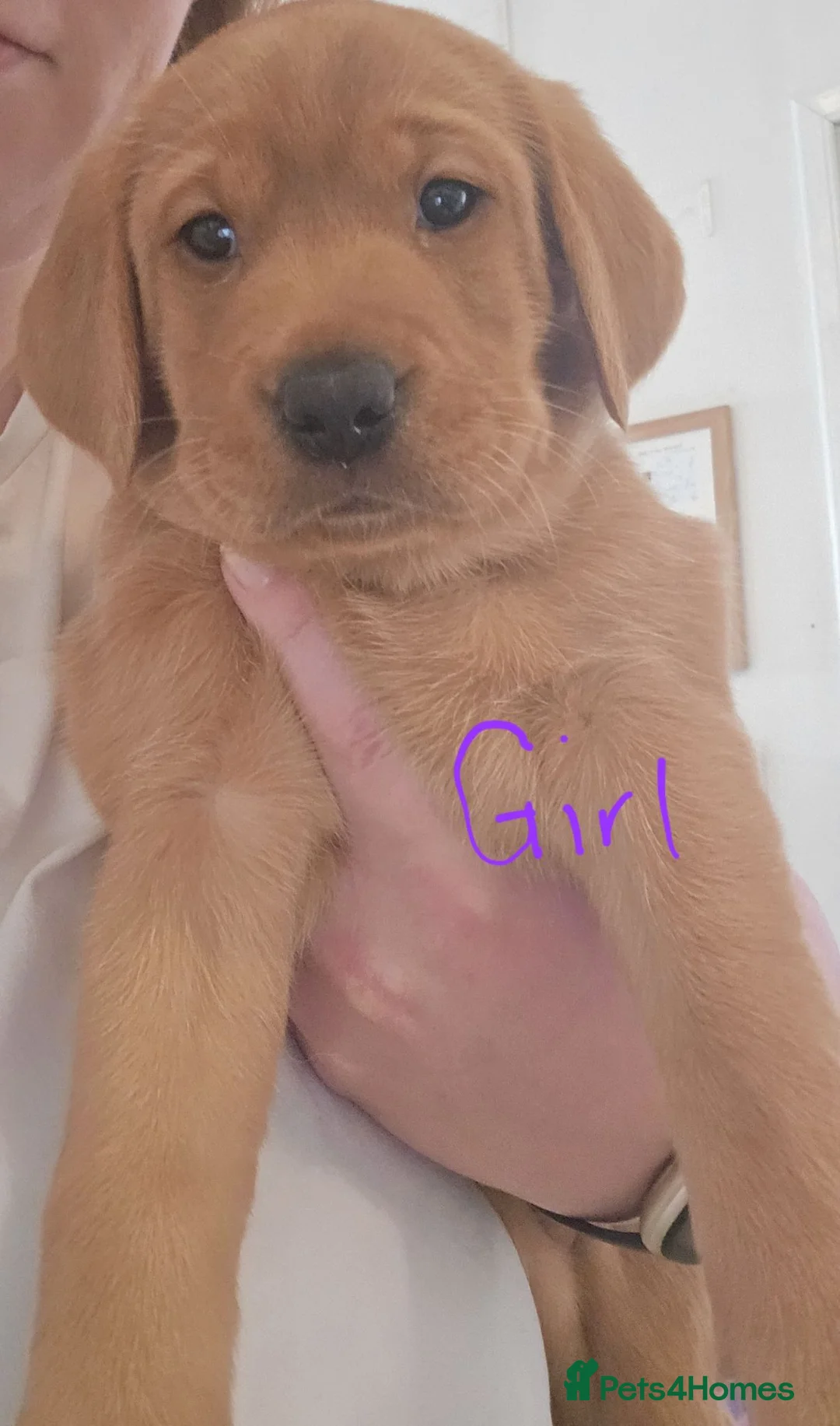 Labrador Retriever dogs for sale: Fox red labrador puppies for sale - Advert 2