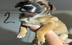 Mixed Breed dogs for sale: 8 week old German shepherd/ Labrador cross pups   - Image 4