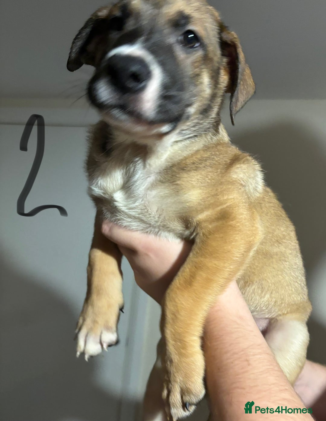 Mixed Breed dogs for sale: 8 week old German shepherd/ Labrador cross pups   - Image 4