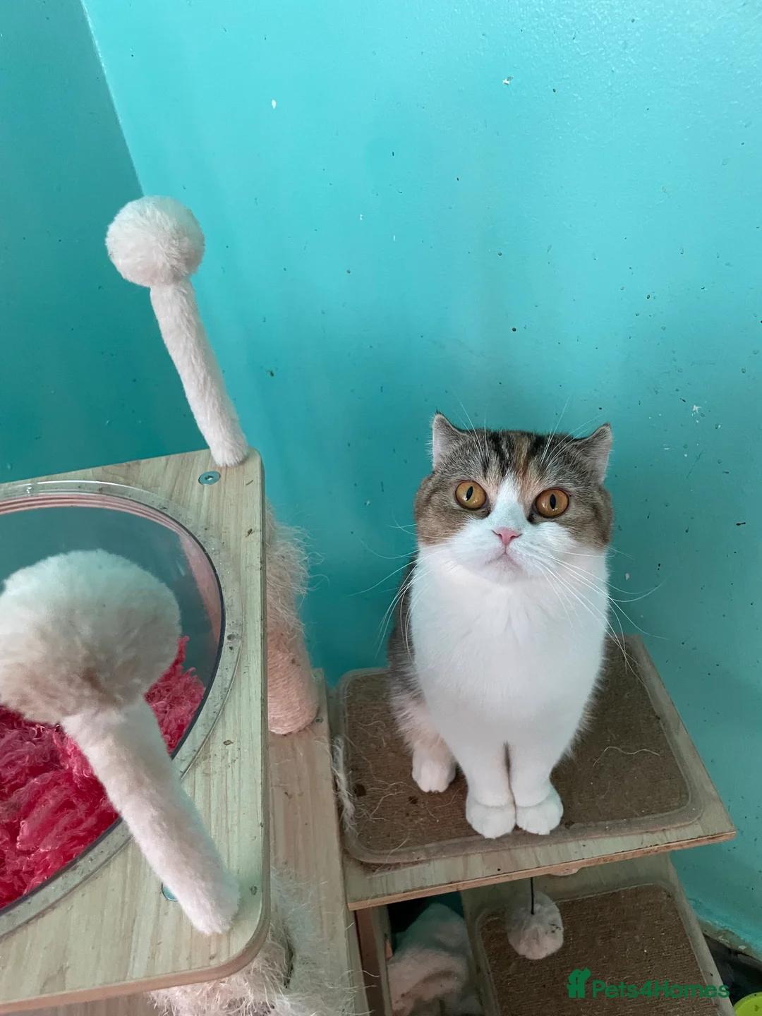 Scottish Fold cats for sale: Scottish fold x - Advert 6