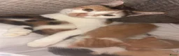 Mixed Breed cats for sale: Calico kittens  - Advert 1