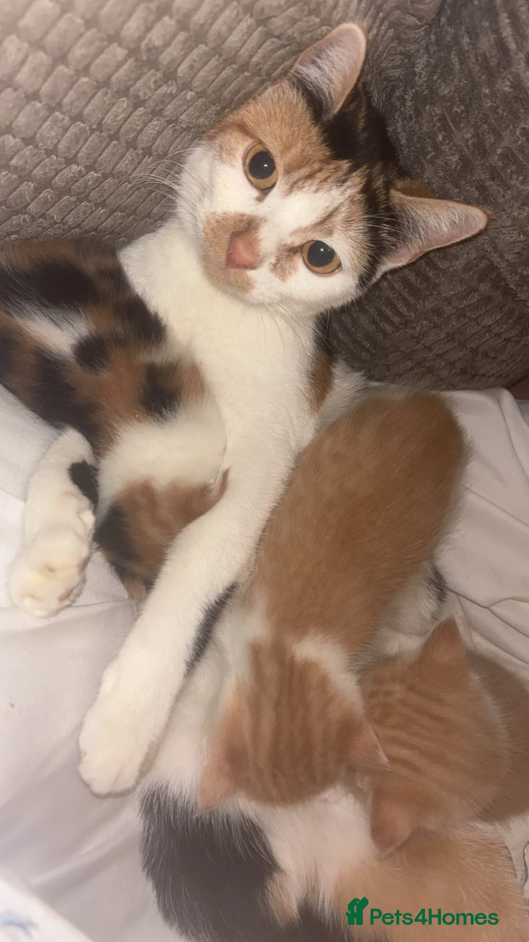 Mixed Breed cats for sale: Calico kittens  - Advert 1
