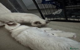 Ragdoll cats for sale: Absolutely Stunning litter of pure Ragdoll kittens - Image 12