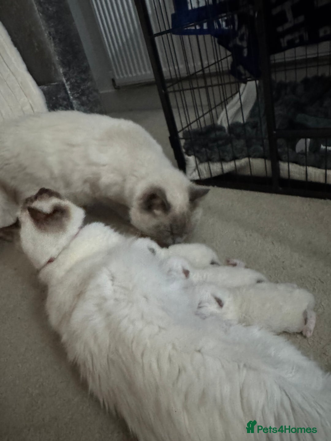 Ragdoll cats for sale: Absolutely Stunning litter of pure Ragdoll kittens - Image 12