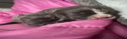 Cane Corso dogs for sale: 12 Beautiful Cane Corso Available  in Newcastle - Advert 3