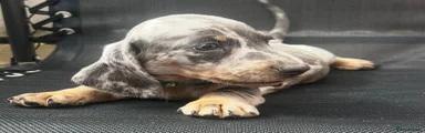 Dachshund 2